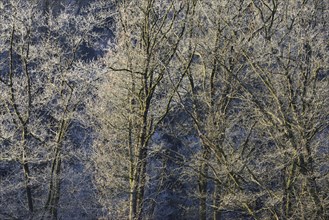 Deciduous trees with hoarfrost