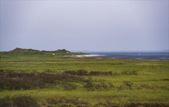 Coastal salt marshes