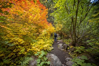 Hikers on a trail in the forest