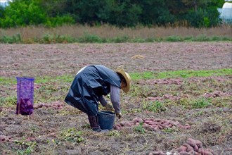 Woman with straw hat in mackintosh harvesting sweet potatoes in field