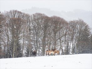 American bison (Bos bison) and przewalski's horses (Equus przewalskii) during snowfall in winter