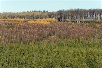 View over european spruce (Picea abies)