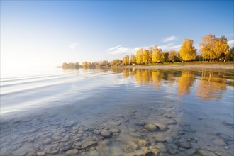 Bright autumn leaves in the afternoon on the shore in Hegne