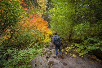 Hikers on a trail in the forest