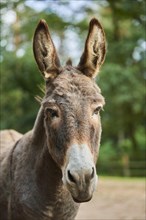 Donkey (Equus africanus) portrait