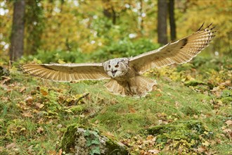 Eurasian eagle-owl (Bubo bubo) flying
