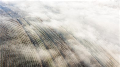 Winter landscape with vineyards and fog