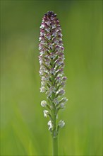 Burnt-tip orchid (Orchis ustulata)
