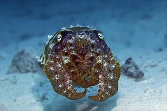 Broad-armed broadclub cuttlefish (Sepia latimanus)