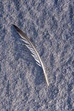 Bird feather on the beach near Hvide Sande