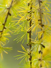 European larch (Larix decidua)