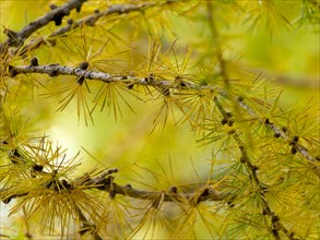 European larch (Larix decidua)