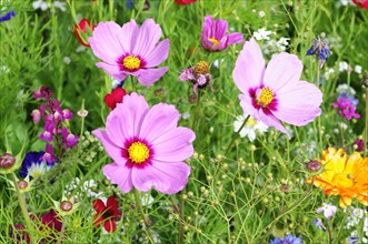 Mexican aster (Cosmea bipinnata)