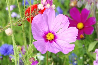 Mexican aster (Cosmea bipinnata)