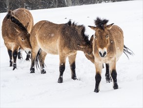 Przewalski's horses (Equus przewalskii) during snowfall in winter