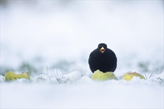 European blackbird (Turdus merula) adult male bird feeding on an apple on a snow covered garden lawn