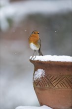 European robin (Erithacus rubecula) adult bird on a snow covered garden flower pot