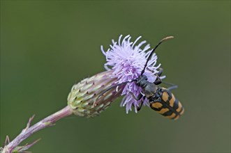 lepturine beetle (Strangatia attenuata)