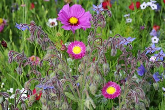 Mexican aster (Cosmea bipinnata)