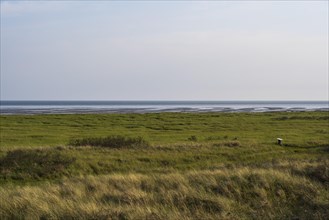 Salt marshes on the coast