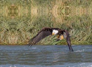 Eagle flying with a fish in its claws on the water