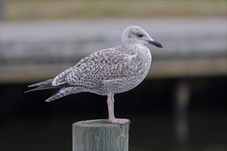 European herring gull (Larus argentatus)