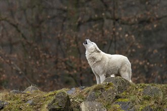 Arctic wolf (Canis lupus arctos) stands howling