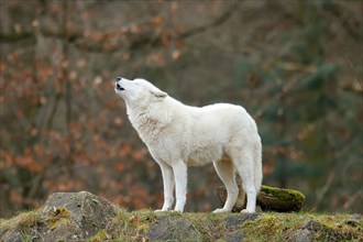 Arctic wolf (Canis lupus arctos) stands howling