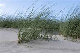 Beach rye