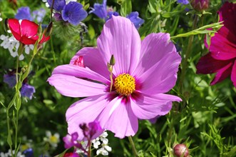 Mexican aster (Cosmea bipinnata)