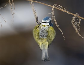 Blue tit (Cyanistes caeruleus) hangs on old fruiting stinging nettle (Urtica dioica)
