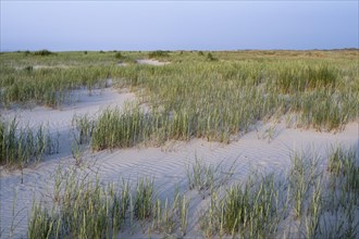 Marram Grass