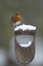 European robin (Erithacus rubecula) adult bird on a snow covered garden fork handle