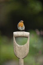 European robin (Erithacus rubecula) adult bird on a garden fork handle