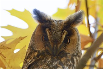 Long-eared owl (Asio otus)