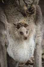 Eastern grey kangaroo (Macropus giganteus) juvenile baby joey in it's mothers pouch