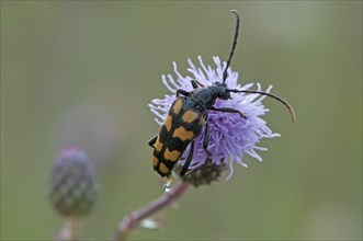 lepturine beetle (Strangatia attenuata)