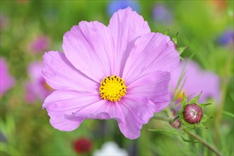 Mexican aster (Cosmea bipinnata)