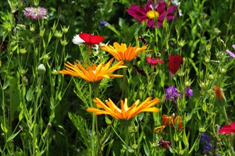 Colourful flower meadow with mexican aster (Cosmea bipinnata)