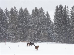 Horses in winter