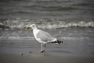 European herring gull (Larus argentatus) standing on the edge of the wave