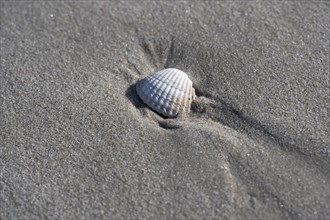 Cockle on a sandy beach at low tide