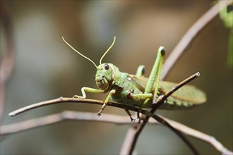 (Orthoptera) sitting on a branch