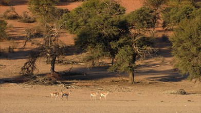 Springboks (Antidorcas marsupialis) in the Auob riverbed