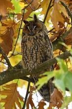 Long-eared owl (Asio otus)