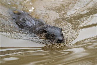 Young european otter (Lutra lutra)