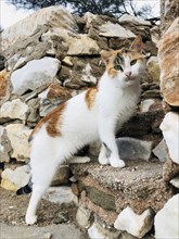 Tricolour cat on a staircase