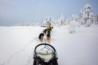 On the road with dog sleds in the snowy landscape