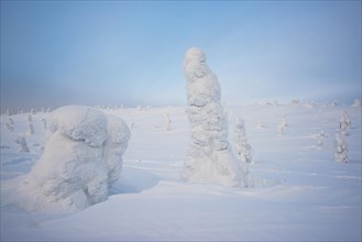 Iced spruces