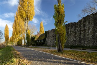 Colourful autumn leaves in the afternoon on the avenue from Schopflen Ruin to Reichenau Island